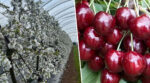 В Україні вирощуватимуть черешню в теплицях