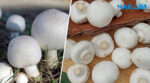 Як виростити печериці в домашніх умовах: свіжі гриби цілий рік