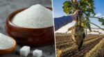 За минулий рік Україна експортувала рекордну кількість цукру