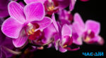 Чому в орхідеї пожовтіло листя: основні причини