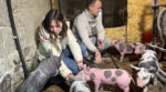 На Вінниччині подружжя фермерів завели блог для поросят та здобули популярність у TikTok 