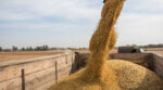 Польща створила новий список українських компаній, які експортували зерно
