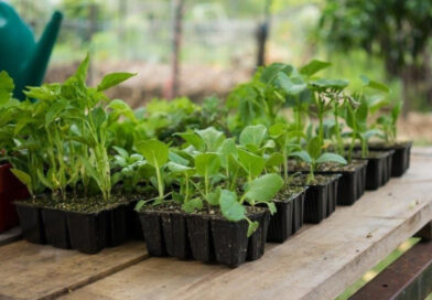 Як перетворити слабку розсаду на міцні рослини: спосіб перевірений роками