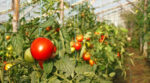 Чим та коли треба підживлювати розсаду помідорів, щоб отримати хороший урожай 