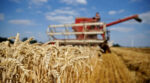 ФАО дала прогнози щодо врожаю пшениці у 2024 році