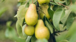 Садівники назвали найкращі сорти груш для вирощування в Україні