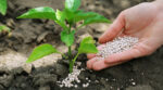 Вбивці розсади: агрономи назвали речовини, які не можна додавати у ґрунтосуміш