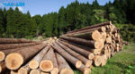 Україна продаватиме паливну деревину за кордон