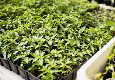 Розсада на підвіконні: 12 помилок, яких найчастіше припускаються новачки