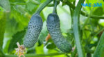 Що посадити поруч з огірками для гарного врожаю: поради дачникам