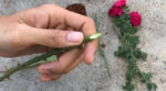 Як розмножити троянду окуліруванням: покрокова інструкція