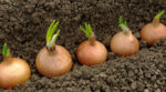 Як садити цибулю навесні, щоб отримати максимальний урожай: головні правила
