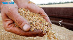 Українські фермери можуть безплатно отримати насіння ярої пшениці