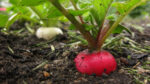 Як виростити на своєму городі великий редис: основні хитрощі посіву та догляду