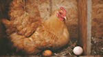 Названо топ-10 порід курей, які несуть найбільше яєць