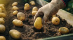 Що посадити поруч із картоплею від колорадського жука: поради дачникам