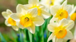 Чим потрібно підживлювати весняні цибулеві квіти: поради квітникарям