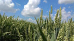 Підвищуємо якість і продуктивність пшениці озимої за використання синергії взаємодії елементів живлення