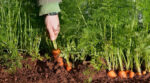 Поради, як посадити моркву, щоб збільшити її врожай удвічі
