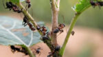 Як позбутися мурах на городі: поради городникам 