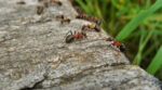 Як вивести мурах на городі та в будинку: дієві методи