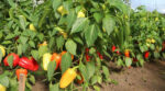 Врожай будете збирати відрами: що потрібно додати в грунт при висаджуванні перцю