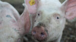 На ринку живих свиней ціни підвищились на 5%