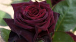 Чим підживити троянди навесні щоб вони не хворіли і гарно цвіли