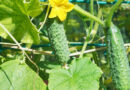 Чим підживити огірки у липні, щоб зібрати щедрий врожай