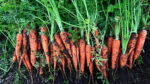 Чим підживити моркву: дієве добриво