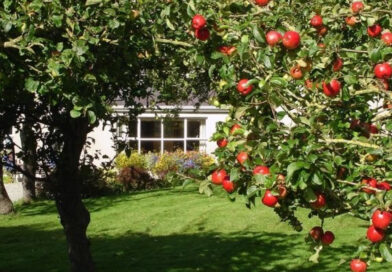 Три прості кроки, які повернуть врожайність плодових дерев Три прості кроки, які повернуть врожайність плодових дерев