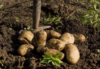 Вибір професіоналів: золота трійка сортів картоплі, що гарантують рекордний урожай