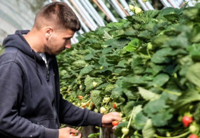 Как зарегистрироваться для работы на ферме в Англии Как зарегистрироваться для работы на ферме в Англии