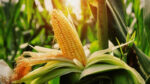 5 порад для кращого широкорядного посіву кукурудзи