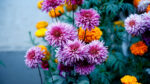 Як доглядати за хризантемами восени: особливості підготовки до зими