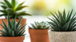 Як за допомогою кориці покращити стан кімнатних рослин: ви здивуєтеся