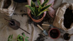 Не викидайте: як повторно використовувати старий ґрунт із квіткового горщика