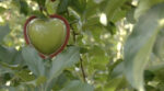 На Черкащині фермер вирощує яблука у формі серця