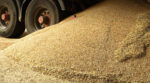 БЕБ оцінює втрати держбюджету від несплати податків при експорті “чорного” зерна у 8,5 млрд грн