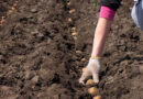 Стало відомо, які сорти картоплі краще не садити в Україні