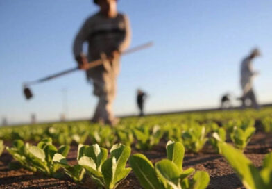 Фермери отримають до 10 млн грн на закладку садів за новою програмою