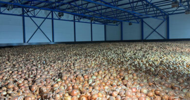 В Україні бракує овочесховищ для 1 млн т урожаю