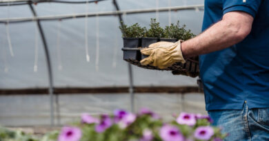 Пенсія фермеру: чи зобов’язаний приватний фермер сплачувати ЄСВ і як це впливає на пенсію