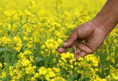 Рекордний урожай: що потрібно посіяти ранньою весною для підвищення родючості ґрунту