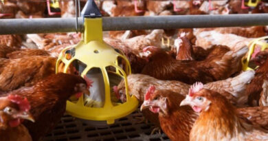 Лінії годівлі для бройлера та курей- несучок: що варто знати Лінії годівлі для бройлера та курей- несучок: що варто знати