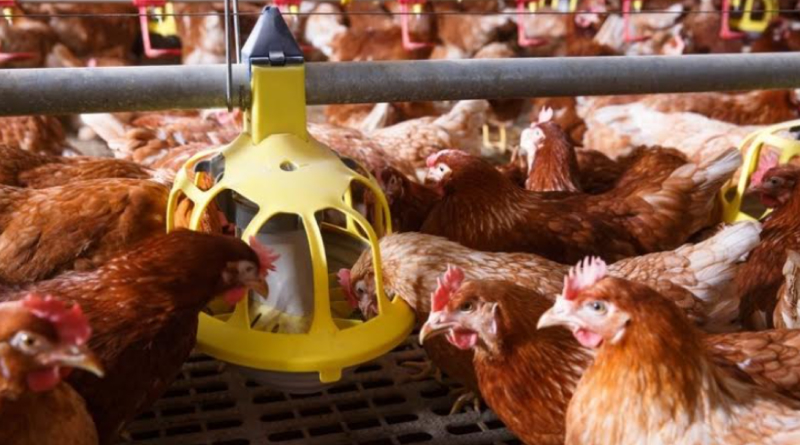 Лінії годівлі для бройлера та курей- несучок: що варто знати Лінії годівлі для бройлера та курей- несучок: що варто знати