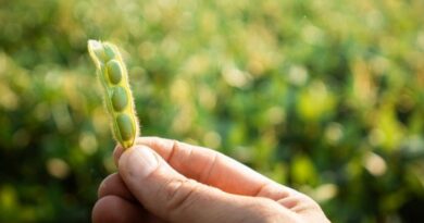 Україна лідирує в Європі за обсягами виробництва соєвих бобів Україна лідирує в Європі за обсягами виробництва соєвих бобів