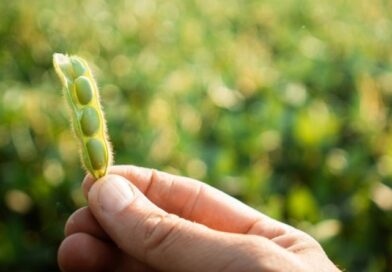 Україна лідирує в Європі за обсягами виробництва соєвих бобів Україна лідирує в Європі за обсягами виробництва соєвих бобів