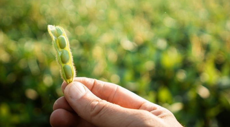 Україна лідирує в Європі за обсягами виробництва соєвих бобів Україна лідирує в Європі за обсягами виробництва соєвих бобів