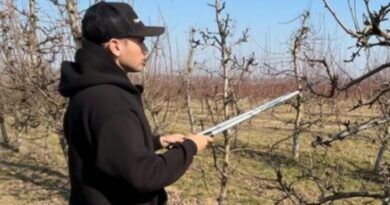 Як правильно обрізати плодові дерева навесні — поради фермера 